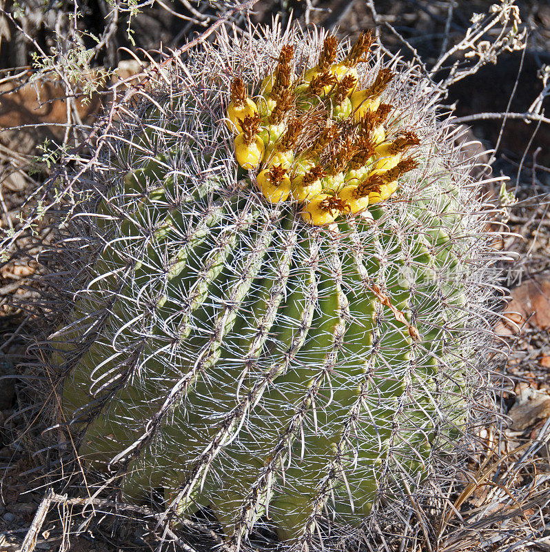 鱼钩桶仙人掌Ferocacrus wislizeni